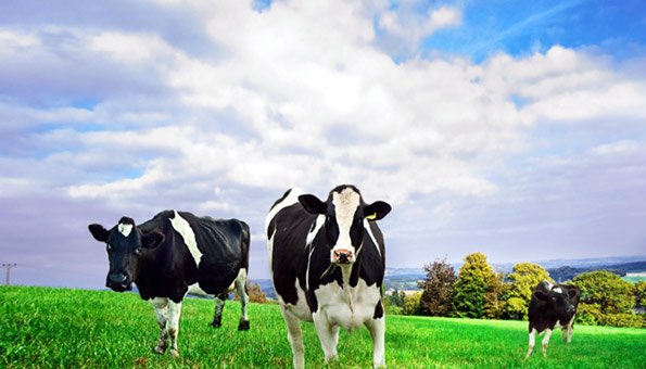 Biobauern in der Schweiz wollen Rinder auf der Weide erschiessen