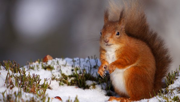 Eichhörnchen im Winter füttern oder nicht?