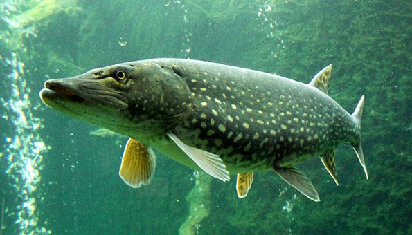 Fischarten Schweiz: Diese Fische gibt es, diese sind auf Roter Liste