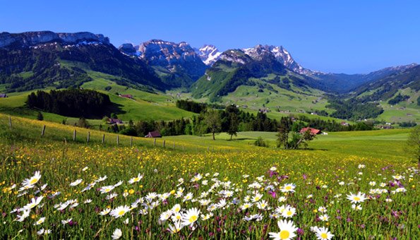 Pflanzen in der Schweiz: Bereits ein Drittel auf Roter Liste
