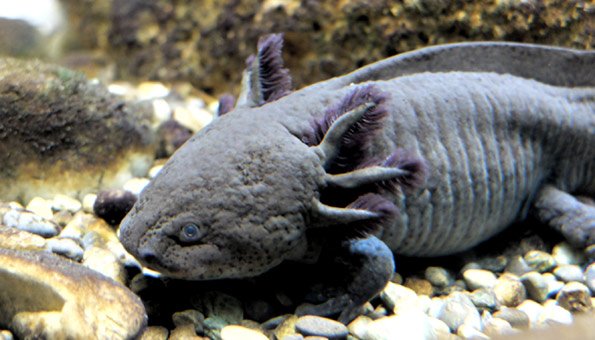 Wassermonster: Axolotl ist doch nicht ausgestorben
