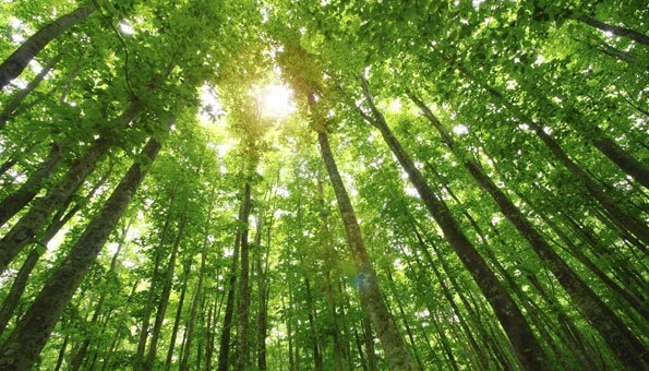 Bäume kommunizieren als soziale Wesen im «Wood wide web»