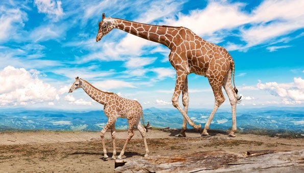 Neu auf der Roten Liste: Giraffen sind vom Aussterben bedroht 