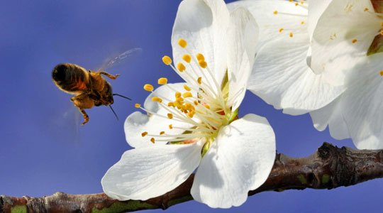 Fehlende Bestäubung: Bienensterben lässt Früchte ungesunder werden