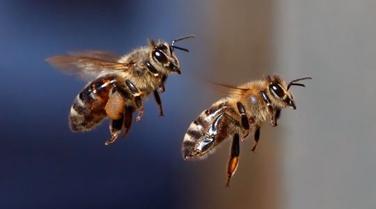 Bienensterben in der Schweiz: Ist Importieren die richtige Lösung?