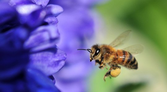 Hilfe gegen Bienensterben