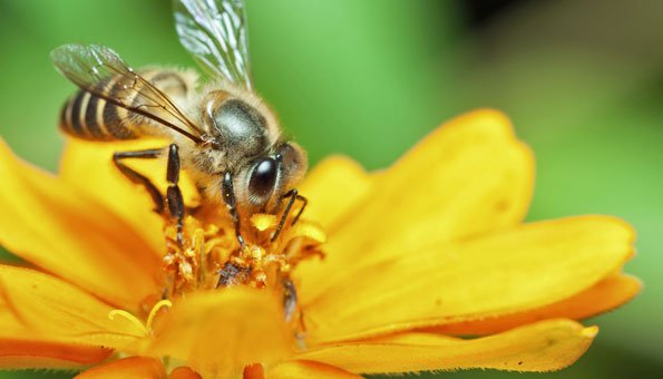 Keine Äpfel und Schoki mehr: Ohne Bienen wird Nahrung bald knapp