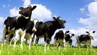 Studie beweist: Fleisch und Milch in Bio-Qualität ist gesünder