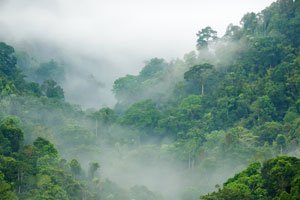 Gesetzesänderung gefährdet Tropenwald in Brasilien