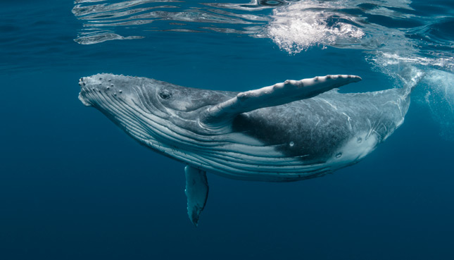 Zwei gestrandete Buckelwale sind zurück im Atlantik | Nachhaltigleben
