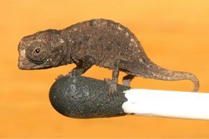 Das kleinste Chamäleon der Welt wurde in Madagaskar entdeckt.