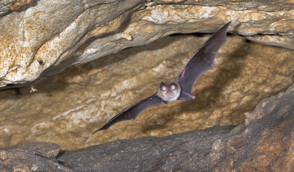 Fledermäuse in der Schweiz stark bedroht vom Aussterben