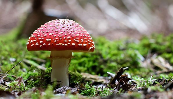 Pilzarten: Wir kennen erst einen Bruchteil aller Pilze auf der Erde