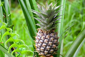 Kunststoffteile für Autos könnten bald aus den Fasern der Ananas-Blätter hergestellt werden.
