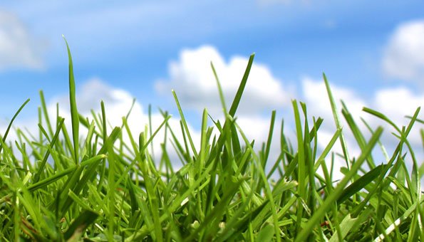 Gras als Energiequelle: Warum Ihr Rasen bald Autos antreiben könnte 