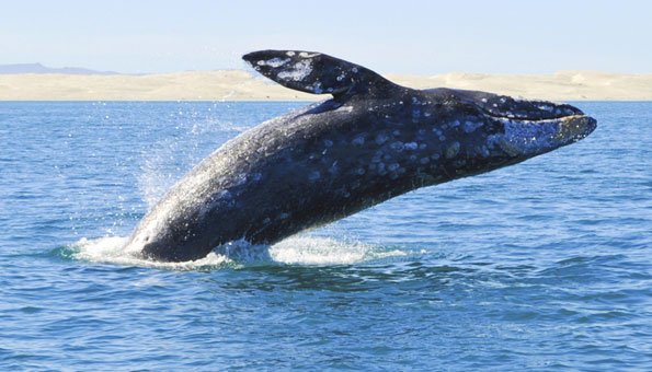 Grauwal stellt Langstreckenrekord auf