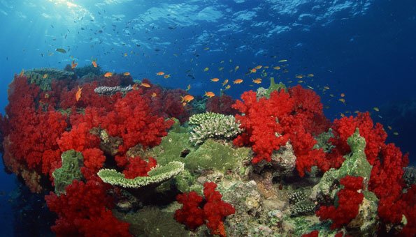 Klimaerwärmung lässt Korallenbleiche dramatisch voranschreiten