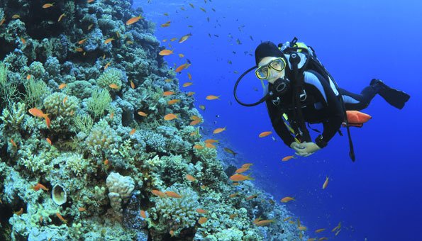 Korallenriffe Gefährdung zwingt Forscher zu neuen Massnahmen