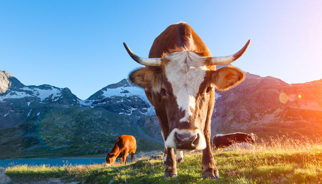Schweizer Rinder fressen Kohle, um CO2-Ausstoss zu verringern