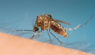 Aus 50 Meter Entfernung: So finden Mücken ihre Opfer