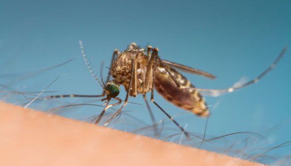 Mücken spüren ihre Opfer mit einem treffsicheren System auf