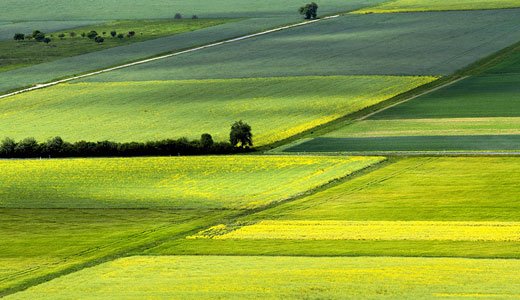 Die Landwirtschaft trägt entscheidend zum Landschaftsbild bei.