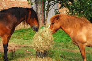 Biogasanlagen können nun Pferdemist verwerten.
