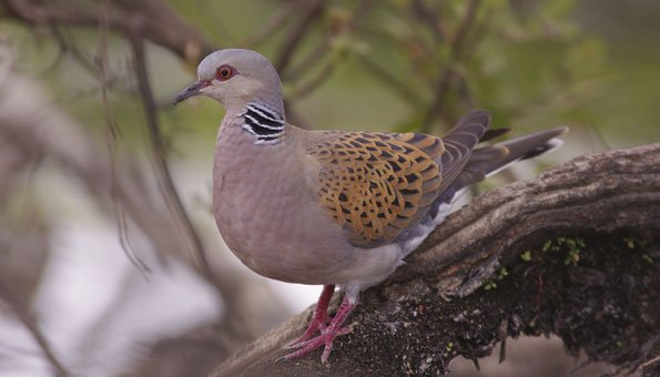 Rote Liste der Vögel: Zu viele Brutvögel gefährdet 