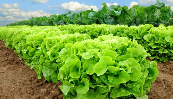 Salat soll laut neuer Studie der Umwelt mehr schaden als Fleisch