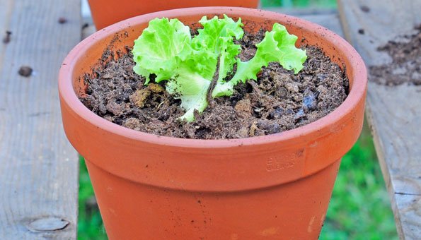 Schnittsalat oder Pflücksalat richtig anbauen und ernten