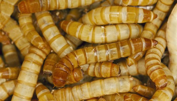 Styropor entsorgen: Wie Mehlwürmer das Recycling für uns erledigen