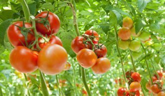 Bei Tomaten ist Gewächshaus besser als langer Transportweg