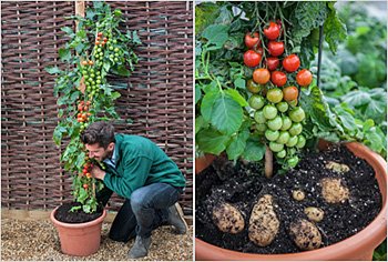 TomTato: Kartoffeln und Tomaten an einer Pflanze