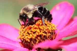 Wildbienen gut für Landwirtschaft