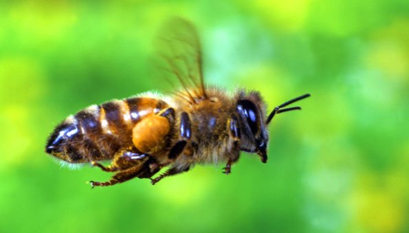 Wildbienen: Neue Zuhause fördern Artenvielfalt in Zürich
