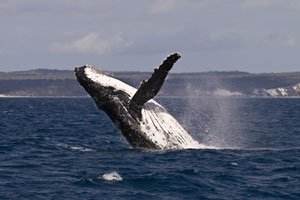 Wale werden durch den Lärm der Windkraftwerke gestört.