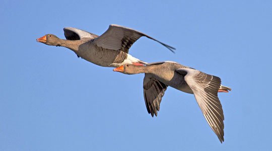 Zugvögel: Fehlende Rastplätze und Jagd gefährden die Vogelarten