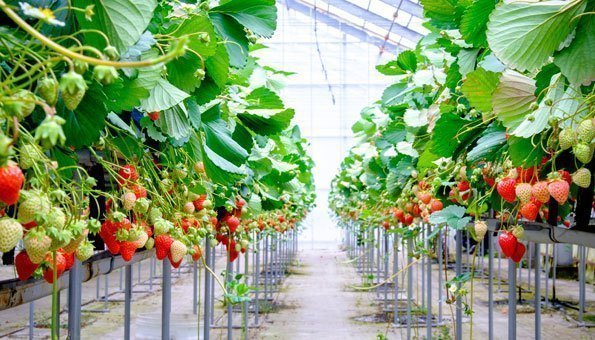 Endlich gibt es wieder Erdbeeren von Schweizer Feldern