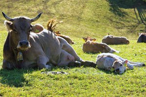 Artgerechte Tierhaltung: Die Biokühe der Albins dürfen ihre Hörner behalten