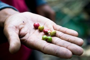 Fairer Kaffee ermöglicht den Plantagearbeitern ein stabiles Einkommen