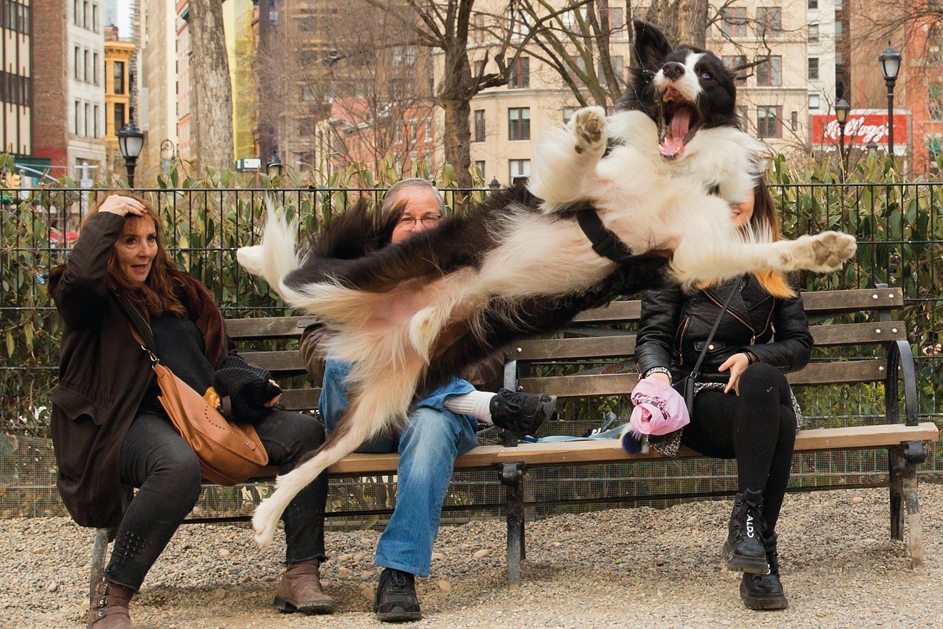 ein Hund springt vor eine Parkbank mit Menschen drauf und zeigt der Kamera seinen Bauch