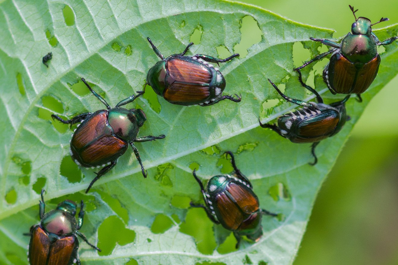 mehrere Käfer mit braunen Flügeln und grünen Köpfen machen sich an einer Pflanze zu schaffen
