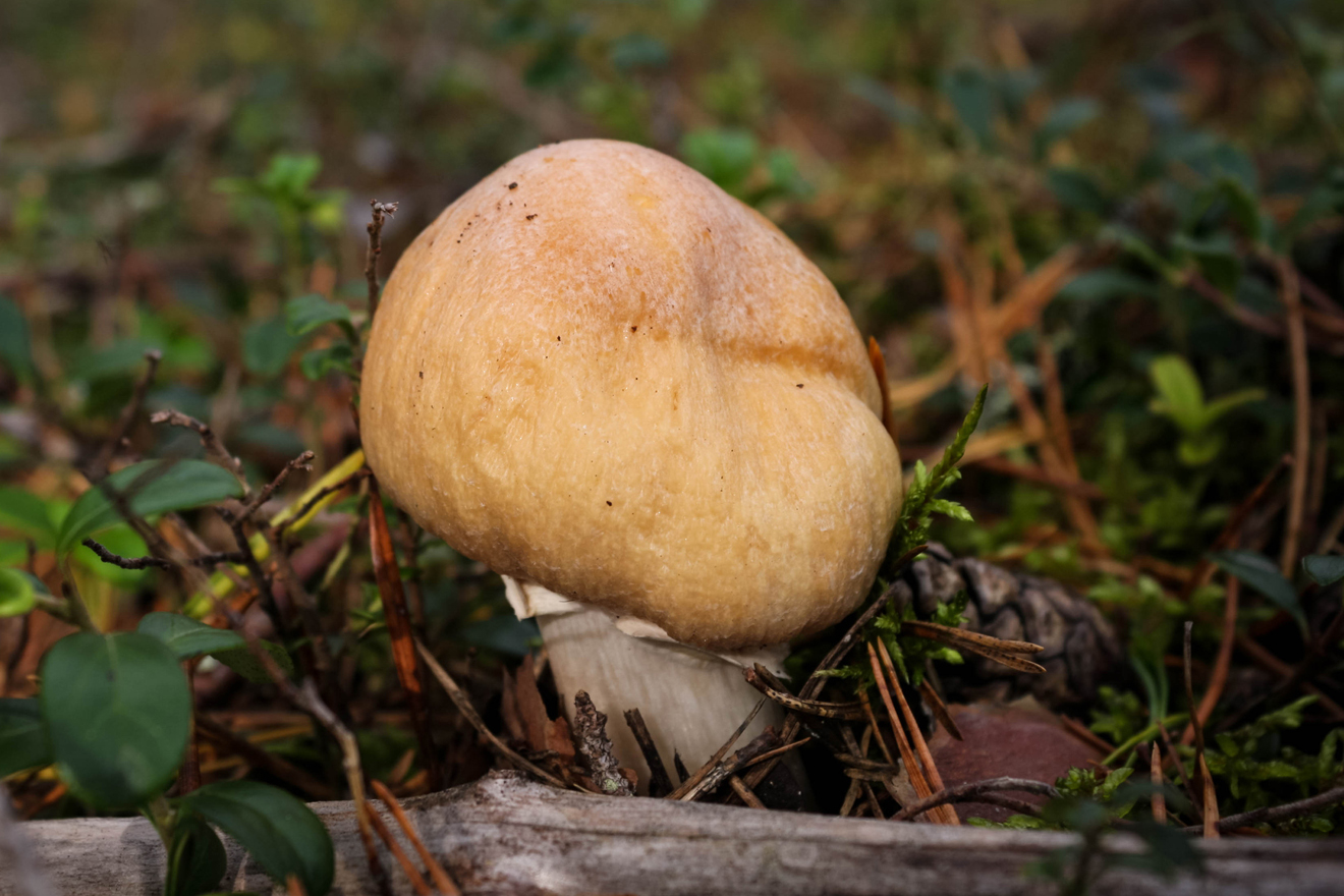 Pilz im Wald mit ockergelbem Hut und weissem Stiel