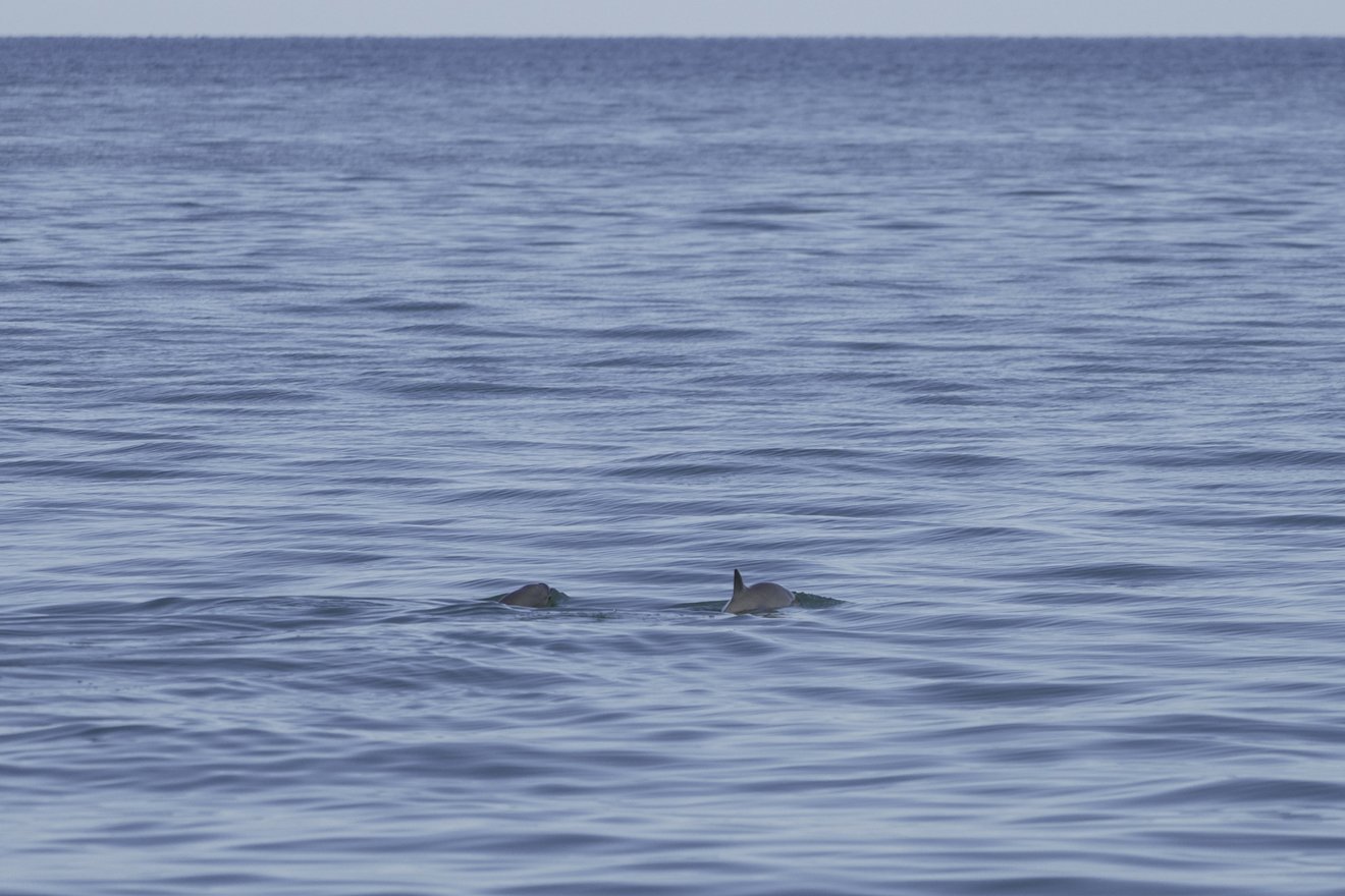 Zwei delfinähnliche Meeressäuger schwimmen an der Wasseroberfläche