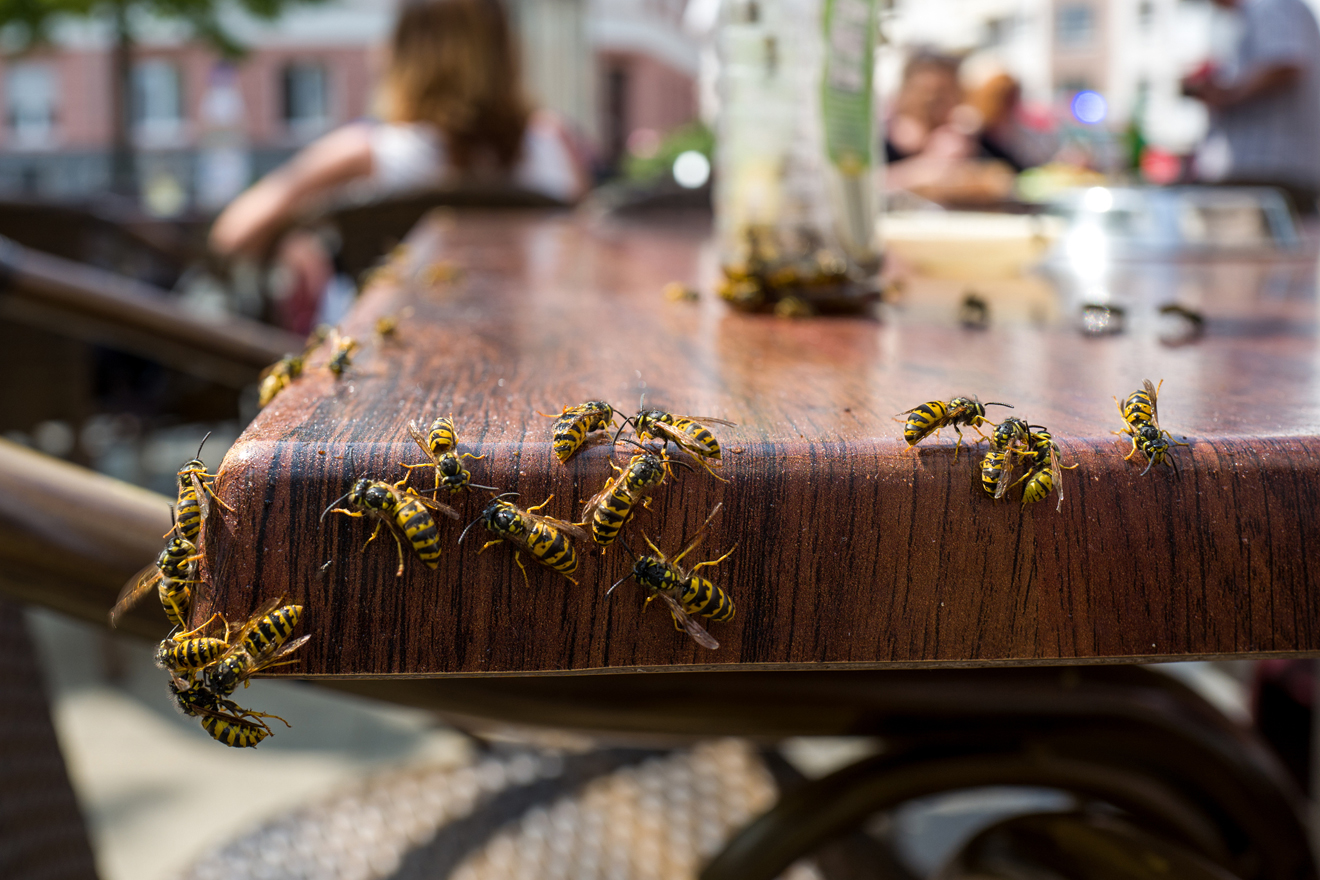 Wespen befallen einen Gartentisch