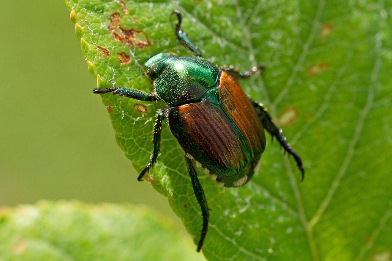 grün-brauner Käfer 