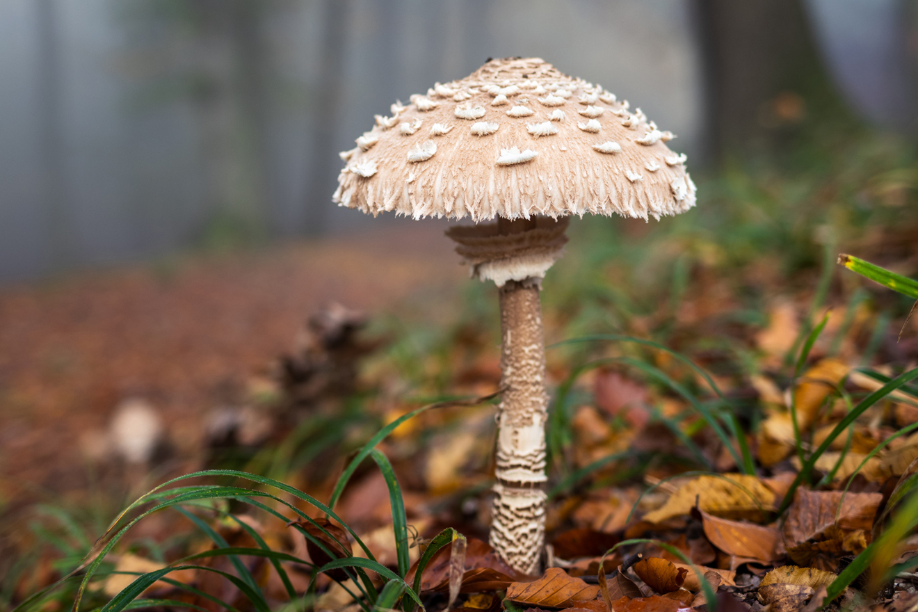 weiss-grauer Pilz mit grossem Hut