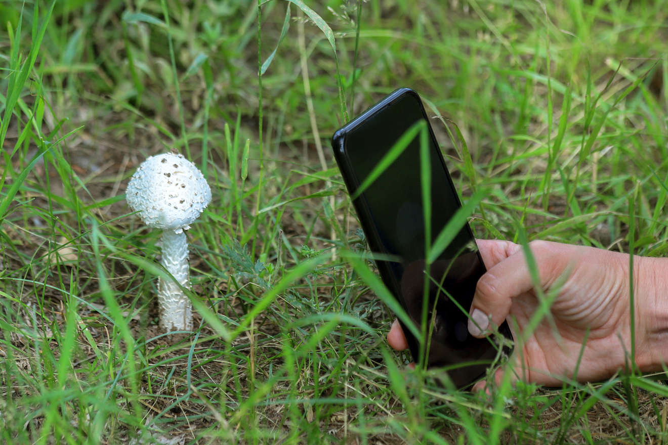 eine Hand hält ein Handy und fotografiert damit einen Pilz