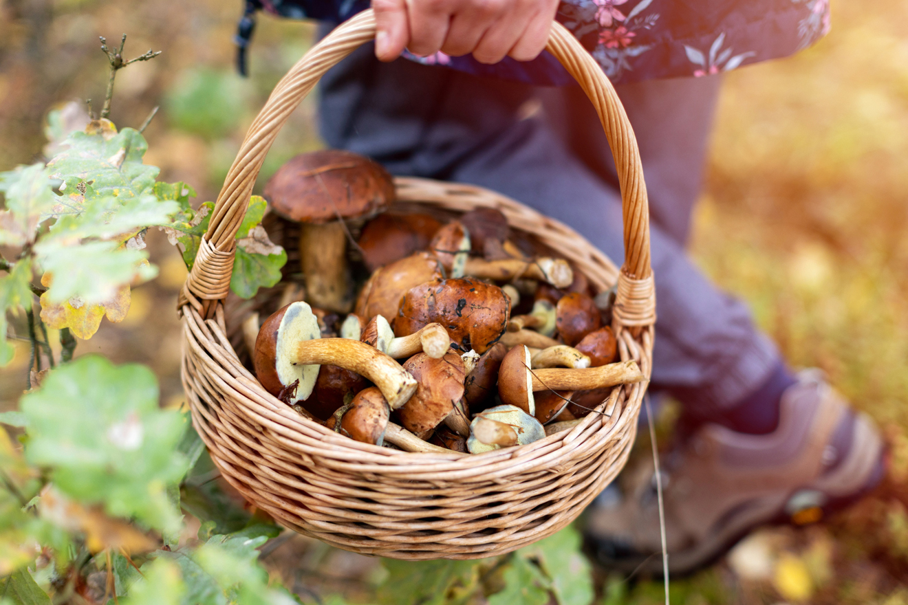 Der grosse Pilz-Guide für Herbstspaziergänge