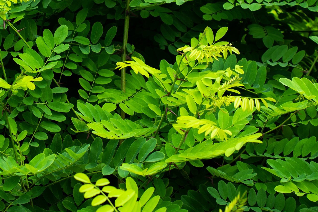 Ein Busch mit grünen, länglichen Blättern, ähnelt einer Esche – abgesehen von den Dornen